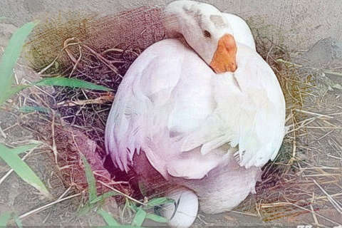鹅下蛋