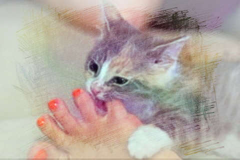 被猫咬伤