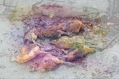 一群死鸡