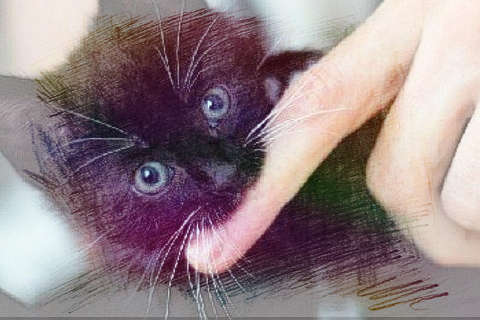 被黑猫咬