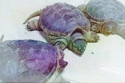 三只大乌龟