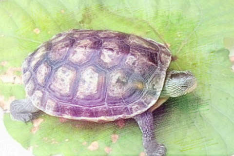 乌龟掰开