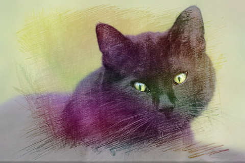 一只黑猫