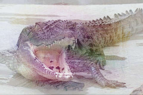 被鳄鱼追