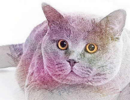 梦见灰色的猫