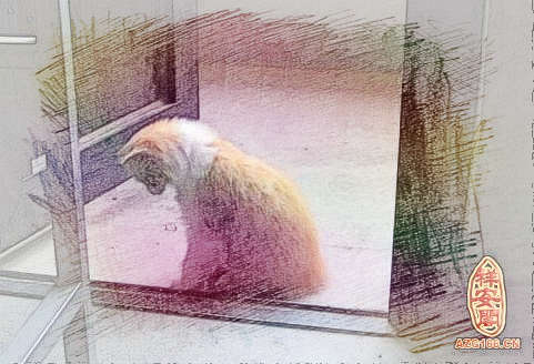 梦见猫病了