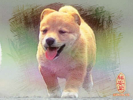 梦见买小狗