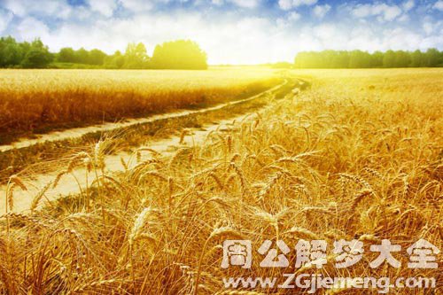 梦见金黄的稻田