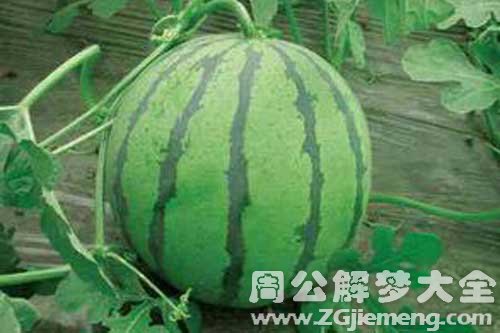 梦见白瓤西瓜