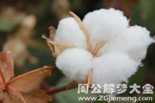 梦见棉花籽