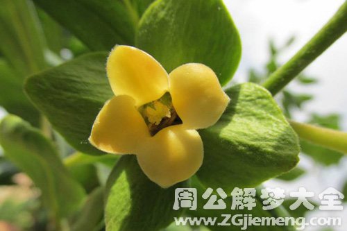梦见柿子树开花