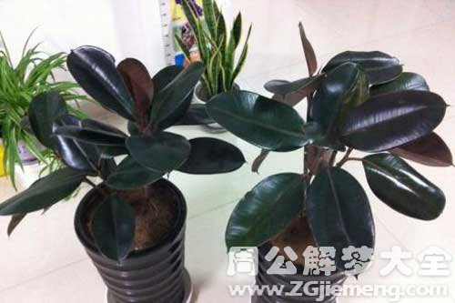 梦见橡皮树