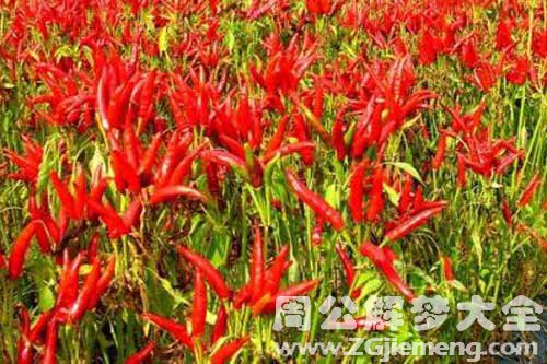 梦见一片辣椒地
