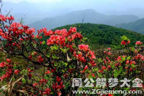 梦见满山的映山红