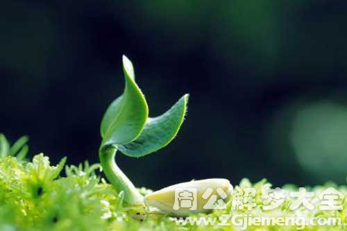 梦见树发新芽