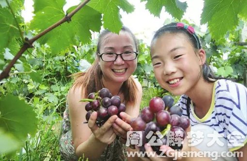 梦见去摘葡萄
