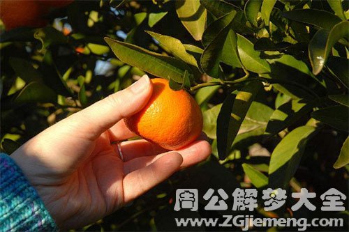 橘子