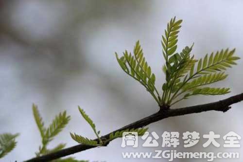 梦见树长新芽