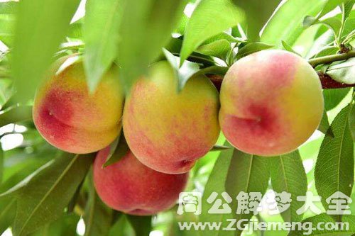 偷桃吃