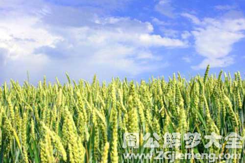 梦见绿麦地