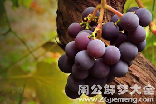 紫色葡萄