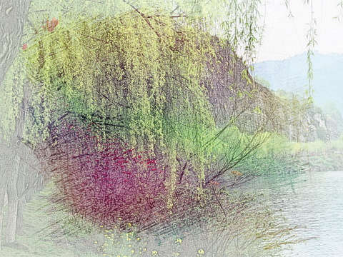 杨柳