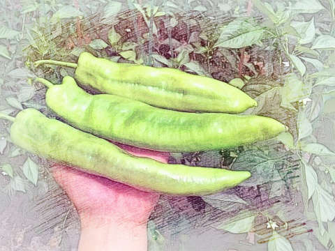 青辣椒