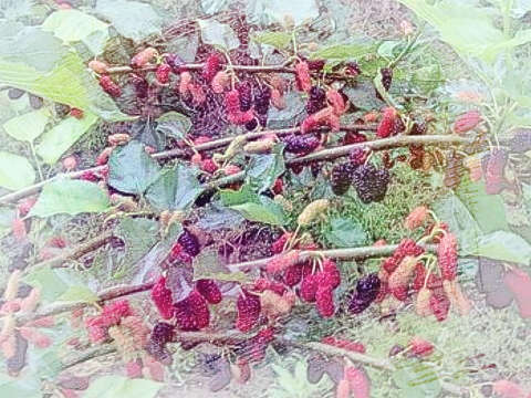桑椹树