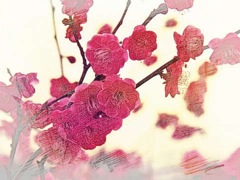 梅花
