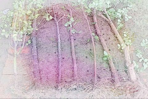 树生根