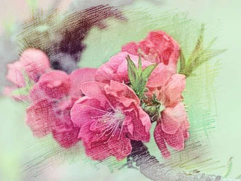 红色桃花