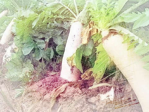 虫蛀萝卜