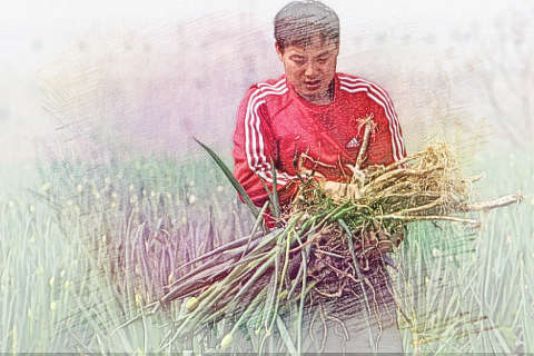 摘大葱