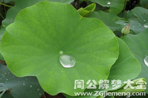梦见荷叶
