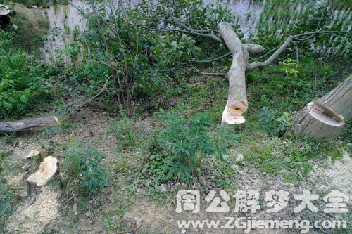 树被斩