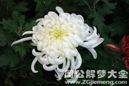 梦见白菊花