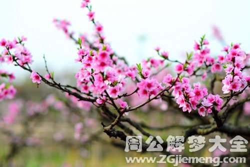 桃花树