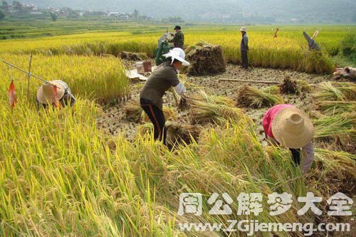 梦见了水稻
