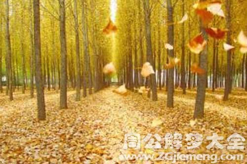 梦见树落叶.jpg
