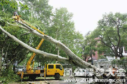 梦见树倒了.jpg