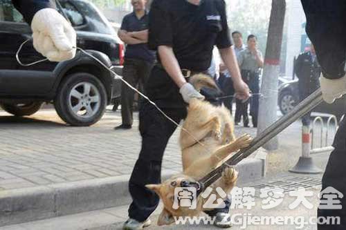 梦见逮狗