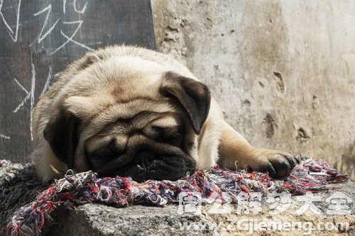 梦见杀死一条狗