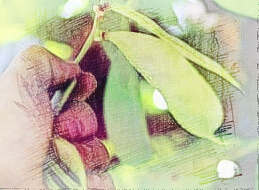 梦见摘扁豆