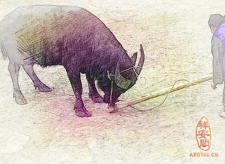 梦见宰牛