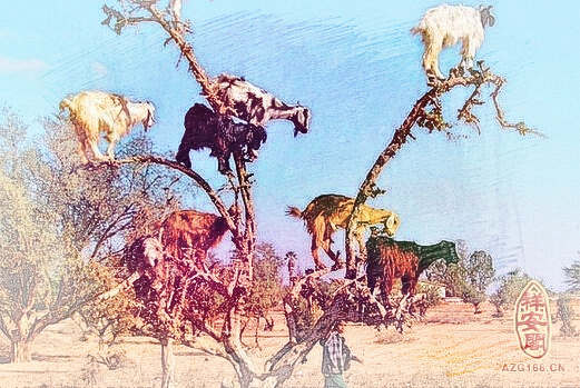 梦见上树