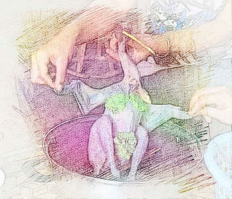 梦见杀鸡吃