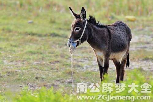 梦见驴咬人