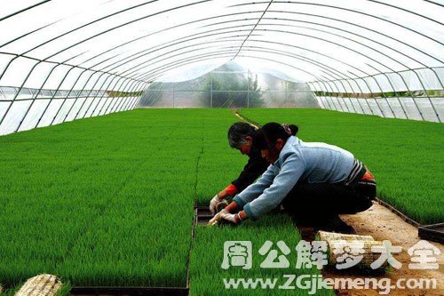 梦见插秧、秧苗 梦见插秧、秧苗