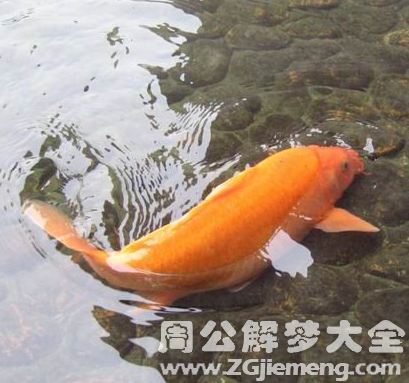 梦见鱼在浅水中挣扎.png