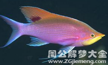 梦见鞋里有鱼.png